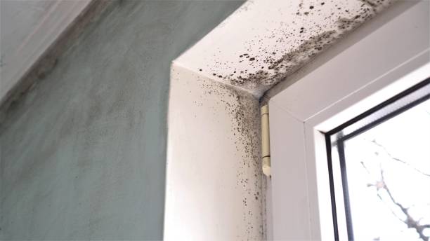 Office Mold Removal Services in Cudjoe Key, FL