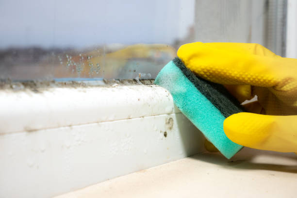 Best Home Mold Removal  in Cudjoe Key, FL