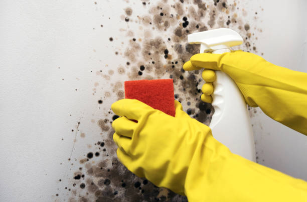 Best Emergency Mold Removal  in Cudjoe Key, FL