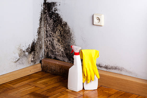 Best Local Mold Removal Service  in Cudjoe Key, FL