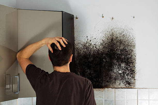 Best Mold Removal and Inspection  in Cudjoe Key, FL